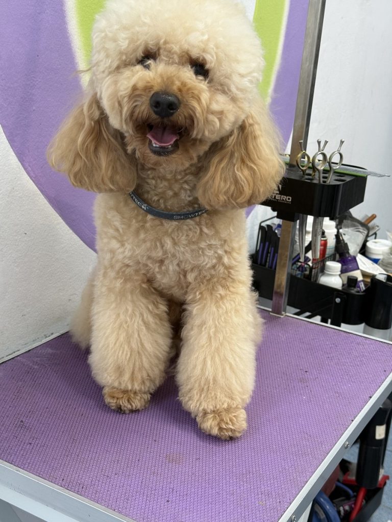 Абрикосовый пудель после груминга в Pet Studio SlavaFly, Бургас