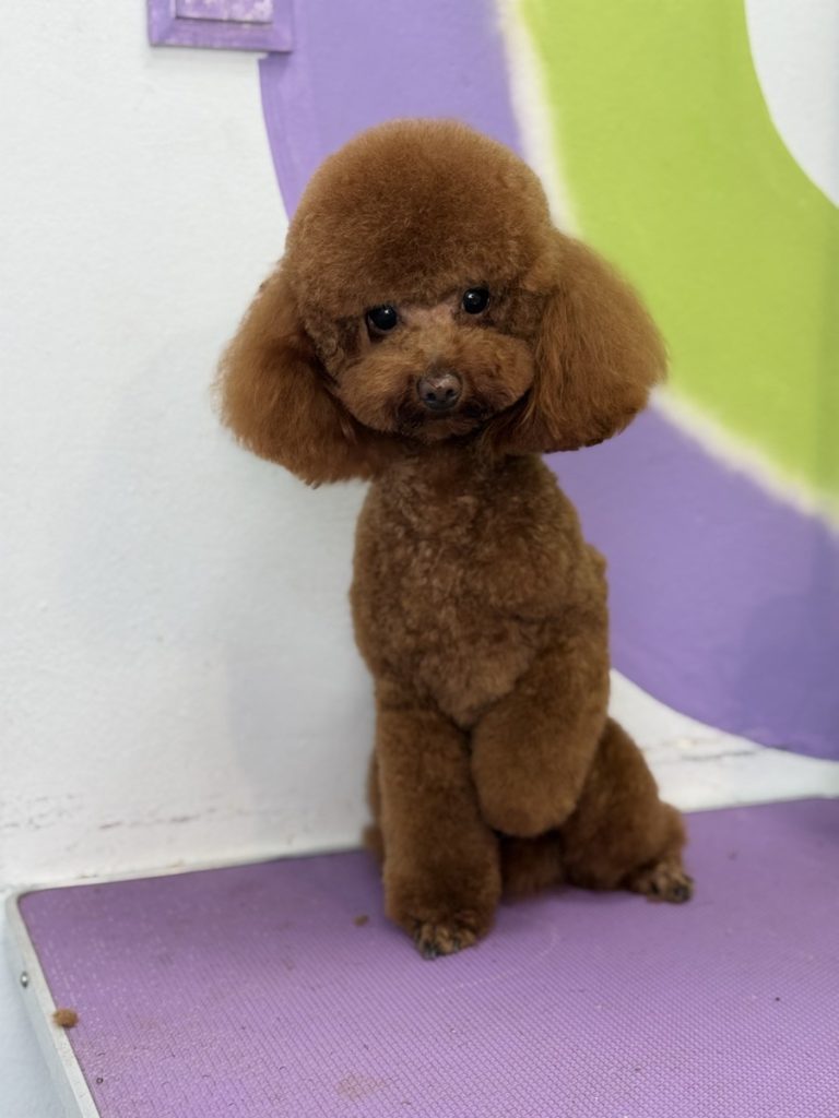 Пудель после модельной стрижки в Pet Studio SlavaFly, Бургас