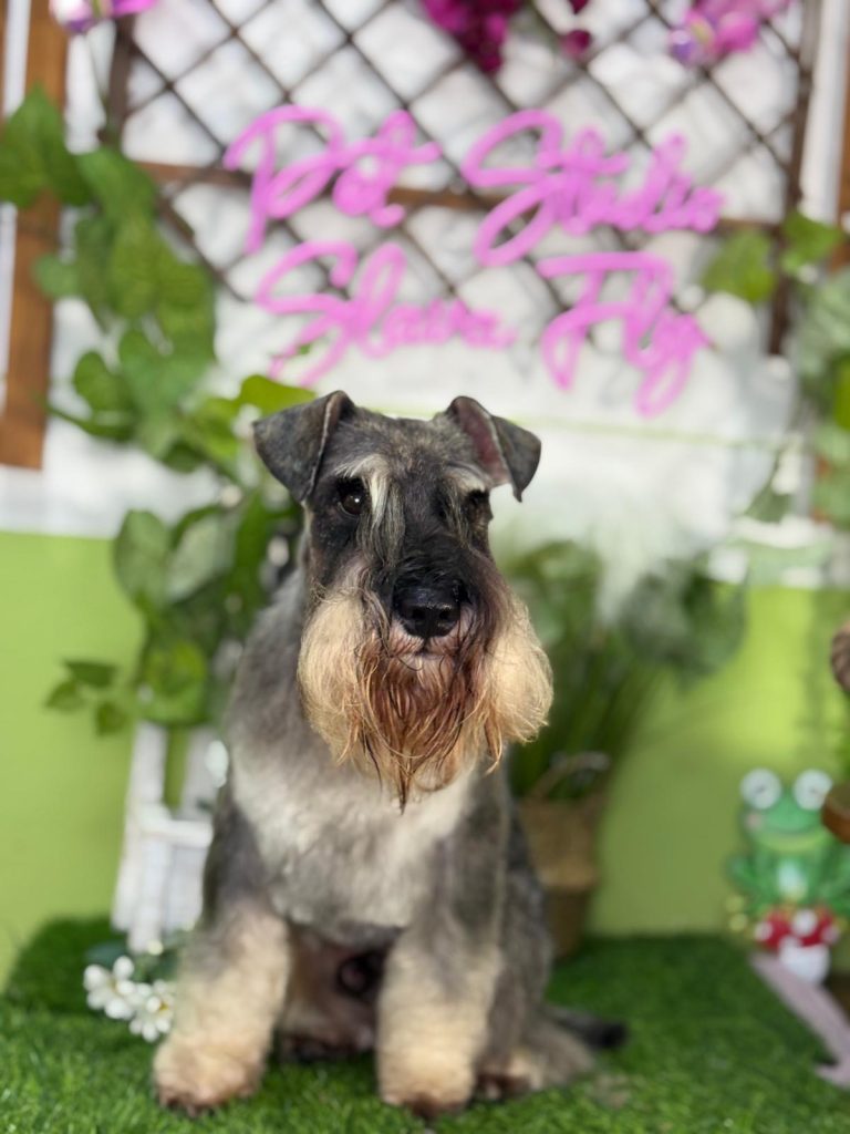 Цвергшнауцер после груминга в Pet Studio SlavaFly, Бургас