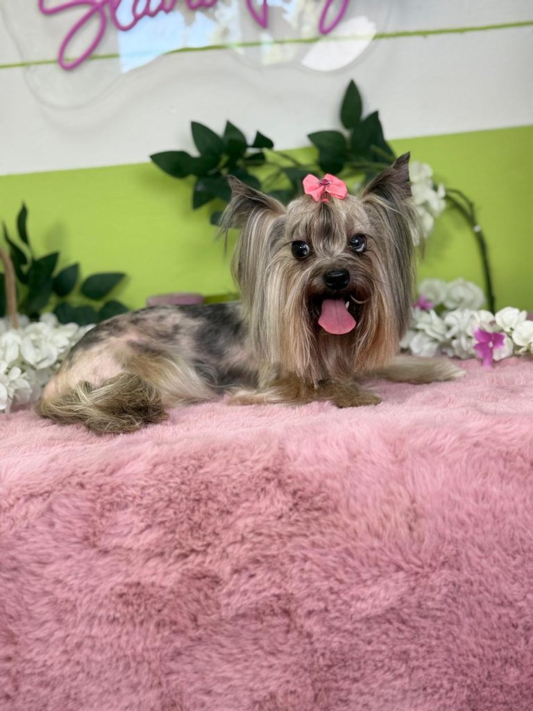Йоркширский терьер после стрижки в Pet Studio SlavaFly, Бургас