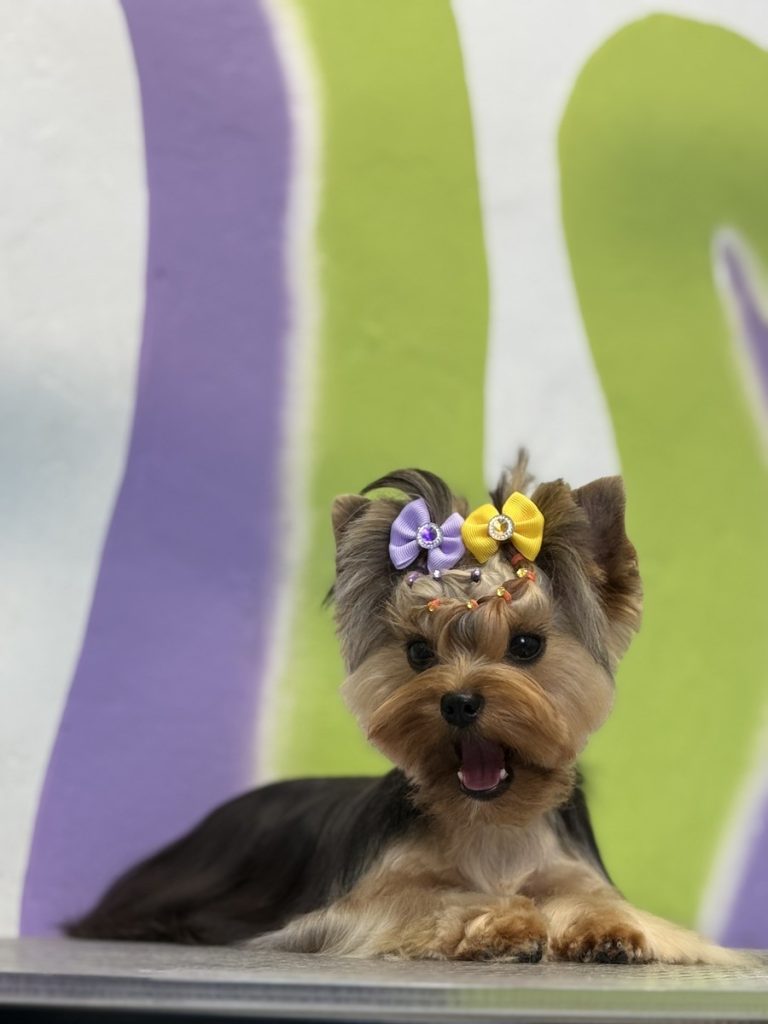Йоркширский терьер после ухода в Pet Studio SlavaFly